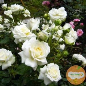 Роза Спрей белый в Белорецке