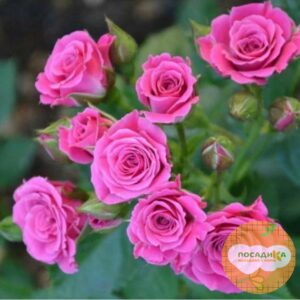 Роза Спрей розовый в Белорецке